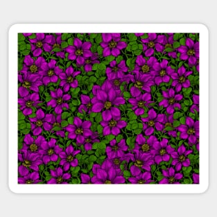 Pink Clematis vine Sticker